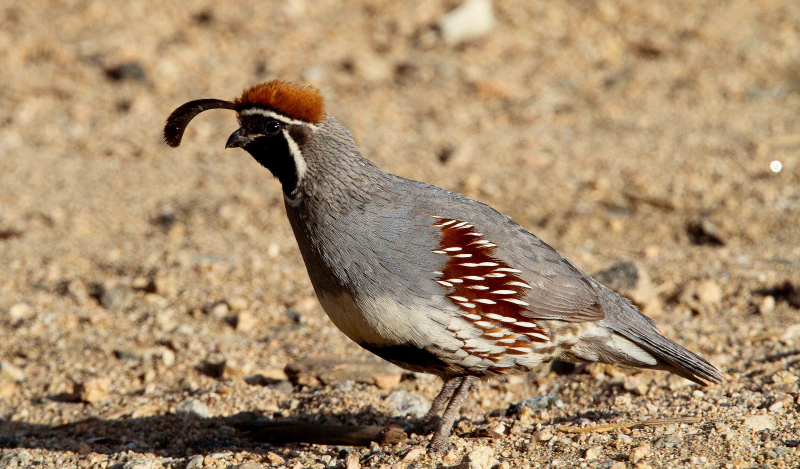 image Gambel's Quail